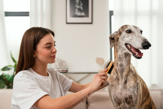 Pet Essentials: Everything Your Pet Needs for a Happy and Comfortable Life
