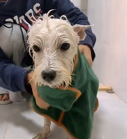 Pet Bathrobe Fast Drying Towel The Cozy Merchant